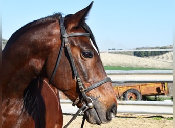 Andalou, Étalon, 9 Ans