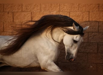 Andalou, Étalon, 13 Ans, 163 cm, Gris