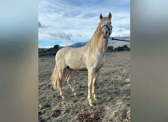 Andalou Croisé, Étalon, 4 Ans, 165 cm, Perlino