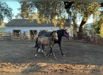 Andalou, Étalon, Poulain (05/2023), 156 cm, Buckskin