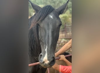 Andalou, Étalon, Poulain (05/2023), 156 cm, Buckskin