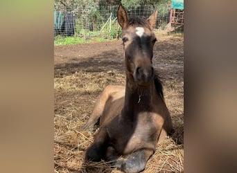 Andalou, Étalon, Poulain (05/2023), 156 cm, Buckskin
