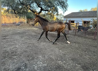 Andalou, Étalon, Poulain (05/2023), 156 cm, Buckskin