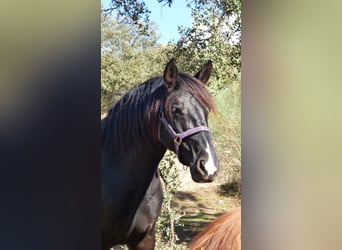 Andalou, Étalon, Poulain (05/2023), 156 cm, Buckskin