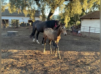 Andalou, Étalon, Poulain (05/2023), 156 cm, Buckskin
