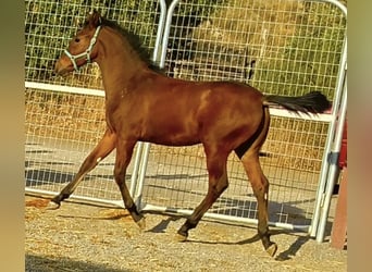 Andalou, Étalon, Poulain (04/2025), 164 cm, Bai