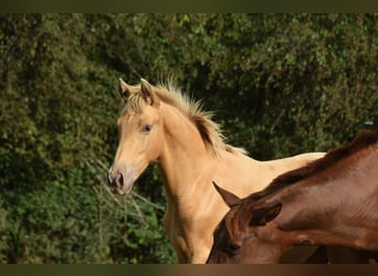 Andalou, Étalon, Poulain (04/2026), 165 cm, Perle