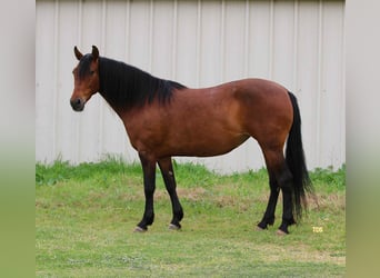 Andalou, Hongre, 10 Ans, 147 cm, Bai cerise