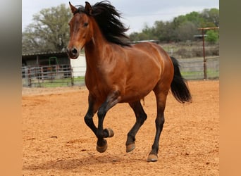 Andalou, Hongre, 10 Ans, 147 cm, Bai cerise