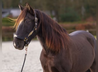 Andalou, Hongre, 10 Ans, 150 cm, Bai brun