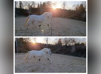 Andalou, Hongre, 10 Ans, 150 cm, Gris
