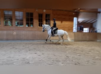 Andalou, Hongre, 10 Ans, 150 cm, Gris