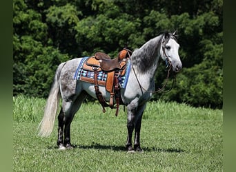 Andalou, Hongre, 10 Ans, 150 cm, Gris pommelé