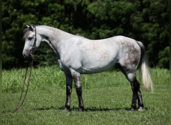 Andalou, Hongre, 10 Ans, 150 cm, Gris pommelé