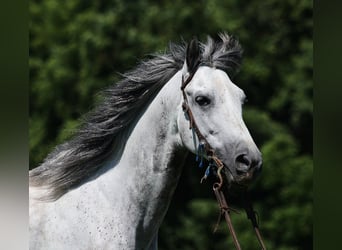 Andalou, Hongre, 10 Ans, 150 cm, Gris pommelé