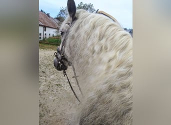 Andalou Croisé, Hongre, 10 Ans, 151 cm, Gris pommelé