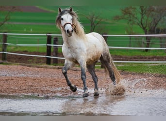 Andalou, Hongre, 10 Ans, 152 cm, Gris