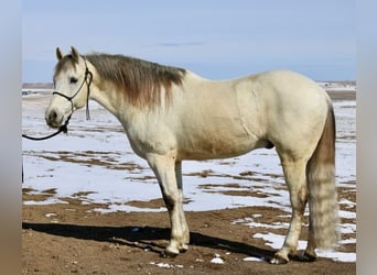 Andalou Croisé, Hongre, 10 Ans, 152 cm, Gris