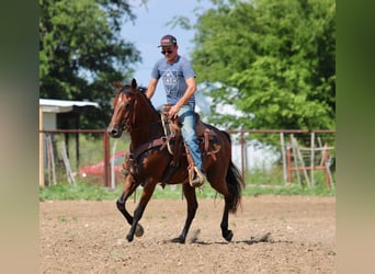 Andalou, Hongre, 10 Ans, 155 cm, Bai cerise