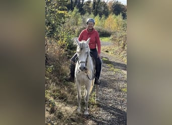 Andalou, Hongre, 10 Ans, 156 cm, Gris