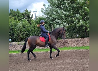 Andalou Croisé, Hongre, 10 Ans, 159 cm, Bai brun