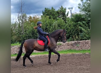 Andalou Croisé, Hongre, 10 Ans, 159 cm, Bai brun