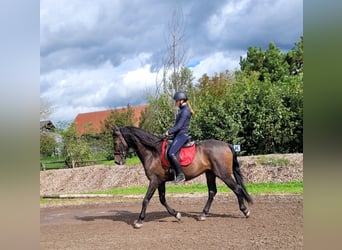 Andalou Croisé, Hongre, 10 Ans, 159 cm, Bai brun