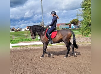 Andalou Croisé, Hongre, 10 Ans, 159 cm, Bai brun