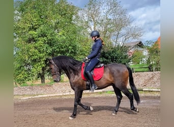 Andalou Croisé, Hongre, 10 Ans, 159 cm, Bai brun