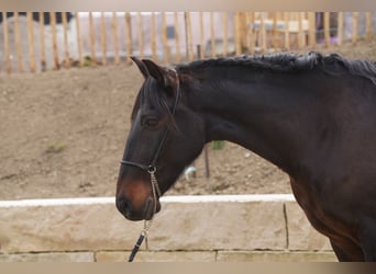 Andalou, Hongre, 10 Ans, 160 cm, Bai brun foncé