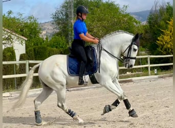 Andalou, Hongre, 10 Ans, 165 cm, Gris pommelé