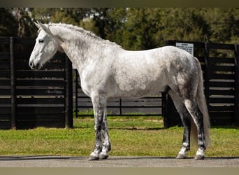 Andalou, Hongre, 10 Ans, 165 cm, Gris pommelé