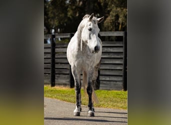 Andalou, Hongre, 10 Ans, 165 cm, Gris pommelé