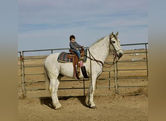 Andalou, Hongre, 10 Ans, 168 cm, Gris