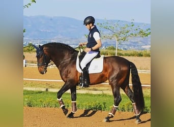 Andalou, Hongre, 10 Ans, 169 cm, Bai cerise