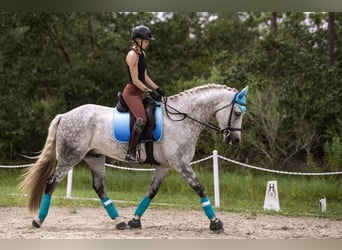 Andalou, Hongre, 10 Ans, 173 cm, Gris pommelé