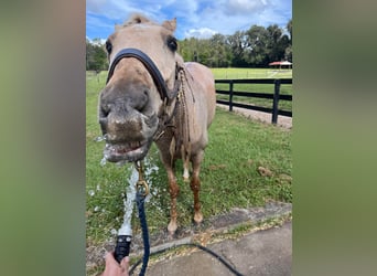 Andalou, Hongre, 10 Ans, Palomino