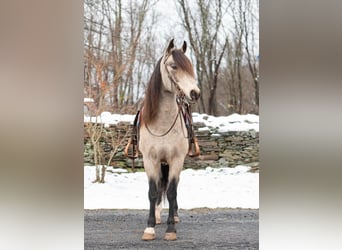 Andalou, Hongre, 11 Ans, 147 cm, Buckskin