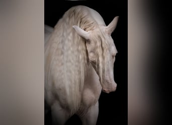 Andalou, Hongre, 11 Ans, 155 cm, Cremello