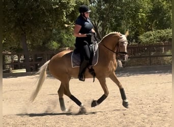 Andalou, Hongre, 11 Ans, 158 cm