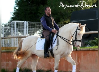 Andalou, Hongre, 11 Ans, 158 cm, Perlino