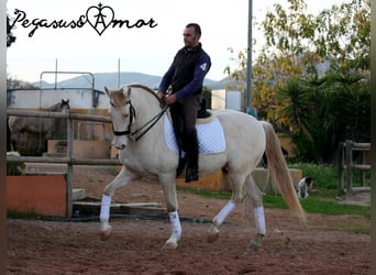 Andalou, Hongre, 11 Ans, 158 cm, Perlino