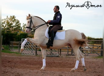 Andalou, Hongre, 11 Ans, 158 cm, Perlino