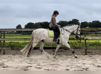 Andalou, Hongre, 11 Ans, 164 cm, Gris pommelé