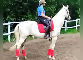 Andalou Croisé, Hongre, 11 Ans, 165 cm, Cremello