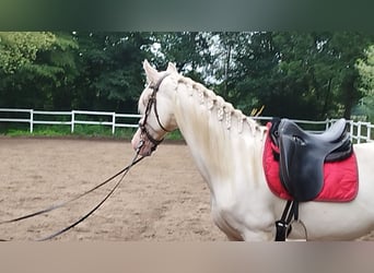 Andalou Croisé, Hongre, 11 Ans, 165 cm, Cremello