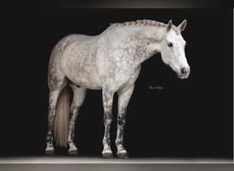Andalou, Hongre, 11 Ans, 165 cm, Gris pommelé