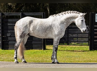 Andalou, Hongre, 11 Ans, 165 cm, Gris pommelé