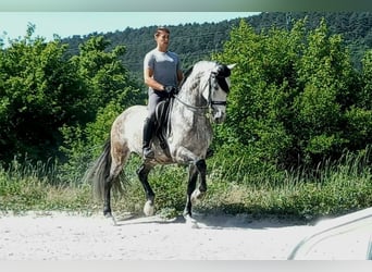 Andalou Croisé, Hongre, 11 Ans, 168 cm, Gris