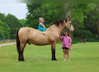 Andalou, Hongre, 12 Ans, 142 cm, Buckskin
